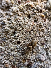 Saitis tauricus