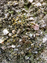Saitis tauricus