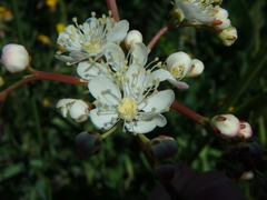 Filipendula vulgaris