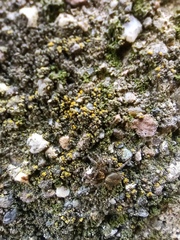 Saitis tauricus
