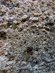 Saitis tauricus