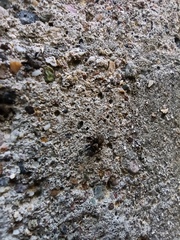 Saitis tauricus