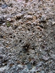 Saitis tauricus