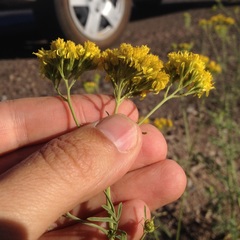 Hymenothrix wislizeni