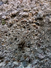 Saitis tauricus