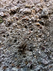 Saitis tauricus