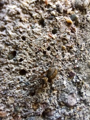 Saitis tauricus