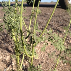 Hymenothrix wislizeni