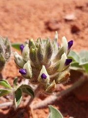 Pediomelum megalanthum