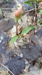 Puccinia mariae-wilsoniae