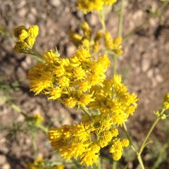 Hymenothrix wislizeni