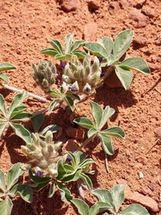 Pediomelum megalanthum