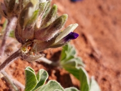 Pediomelum megalanthum