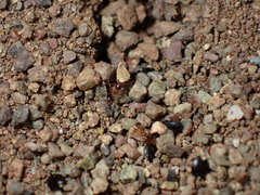 Pheidole californica