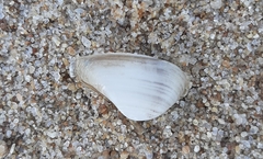 Erodona mactroides
