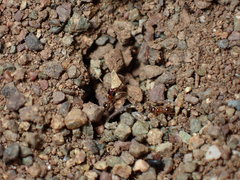 Pheidole californica