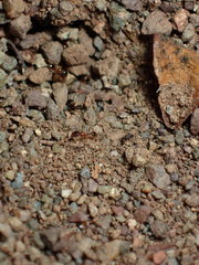 Pheidole californica