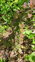 Berberis thunbergii
