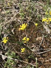 Physaria filiformis