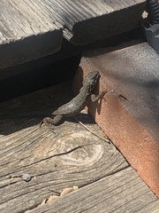 Sceloporus occidentalis becki