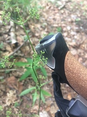 Trochiscanthes nodiflorus
