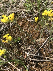 Physaria filiformis