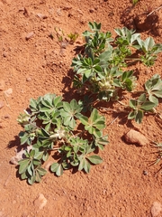 Pediomelum megalanthum