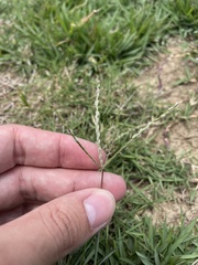 Digitaria bicornis