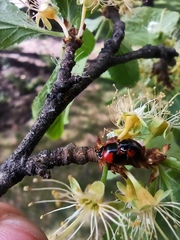 Adalia bipunctata