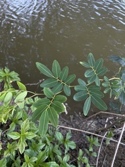 Machaerium lunatum