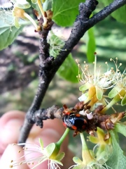 Adalia bipunctata