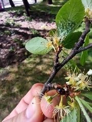 Adalia bipunctata