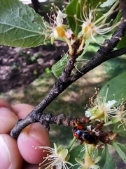 Adalia bipunctata