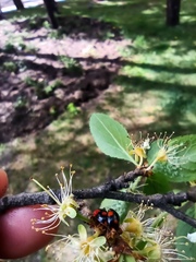 Adalia bipunctata
