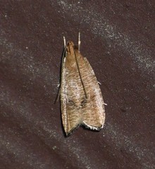 Psilocorsis cryptolechiella