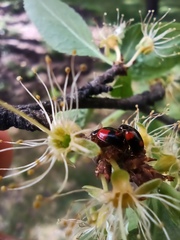 Adalia bipunctata