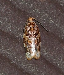 Argyrotaenia hodgesi