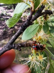 Adalia bipunctata
