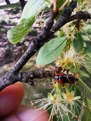 Adalia bipunctata
