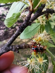 Adalia bipunctata