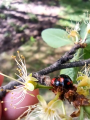 Adalia bipunctata