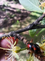Adalia bipunctata