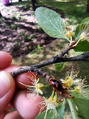 Adalia bipunctata