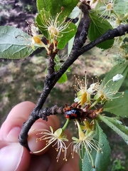Adalia bipunctata