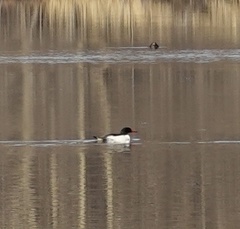 Mergus merganser
