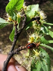 Adalia bipunctata