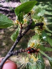 Adalia bipunctata