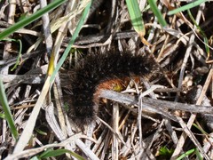 Apantesis nevadensis