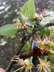 Adalia bipunctata