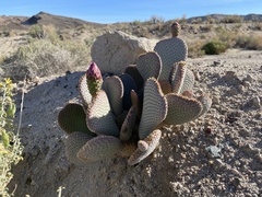 Opuntia basilaris
